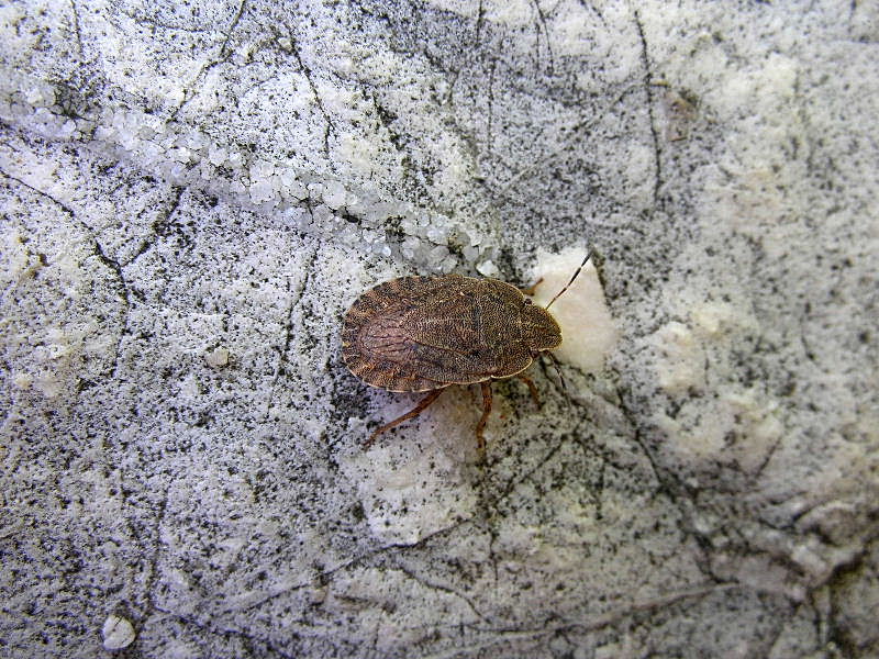 Sciocoris sp.